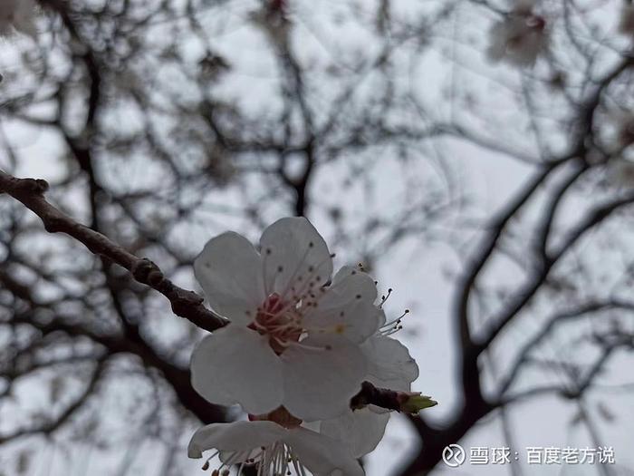 邵雍心安吟最了不起的超脱就是走出自我受益匪浅