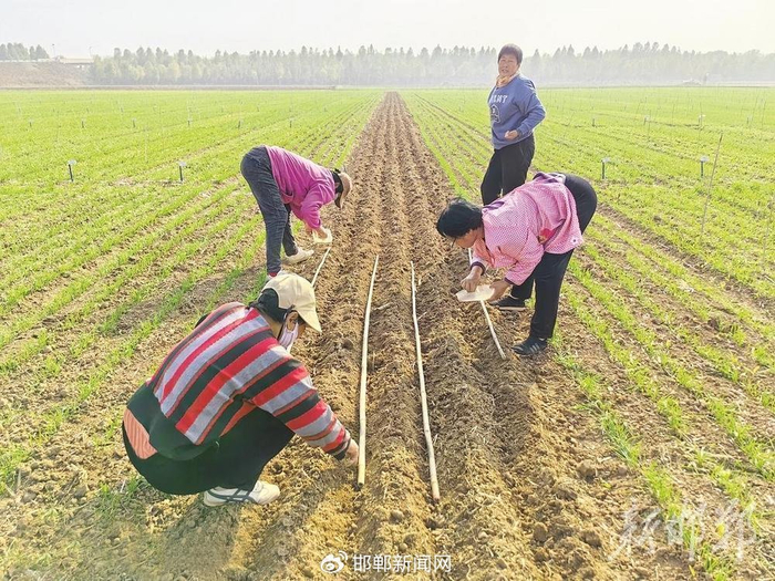 10月29日下午，经历15天“太空之旅”的众信麦998小麦种子正在播种。（资料图）