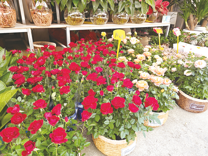     鲜花涨价，盆栽花种植受到市民欢迎。本报记者 黎兆齐 摄