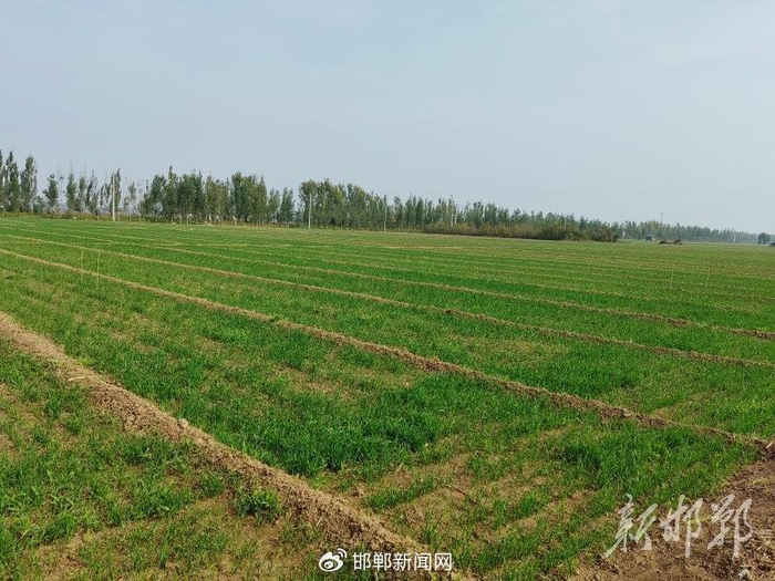 众人信农业科技有限公司的小麦育种试验田