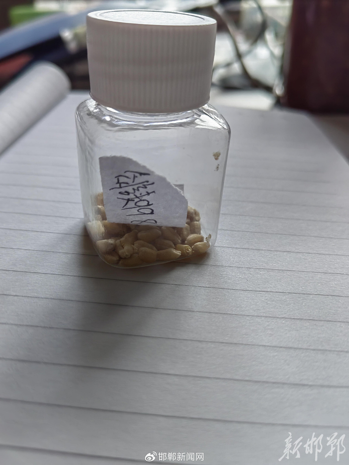 众信麦998种子太空育种样本