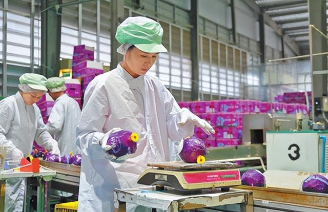 图为在艾可可公司的工厂内,工人正在对椰子进行分类处理。