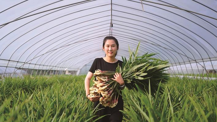 　　人物名片：吴霞，新丰嫩姜加工技艺传承人。