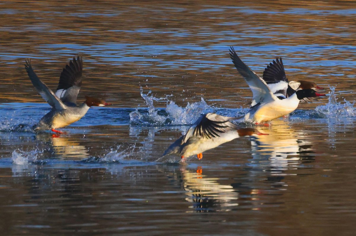 　　秋沙鸭 本报记者 白继开 摄