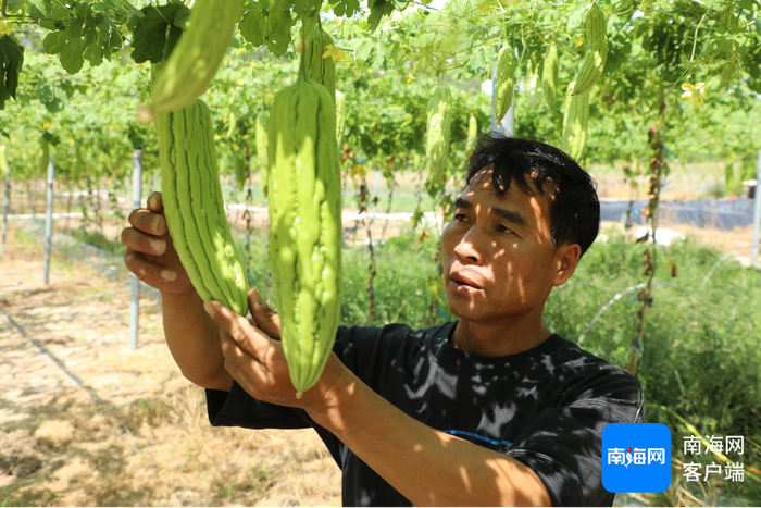 种植户陈其峰在查看苦瓜的生长情况。记者 郑光平 摄