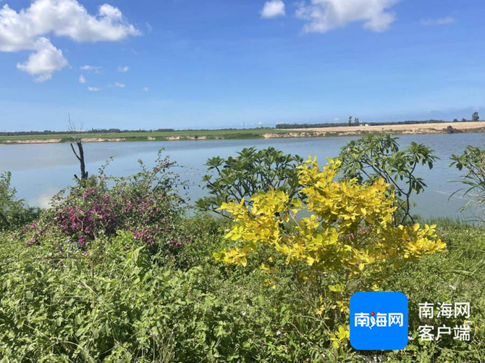 　　昌化江下游河口段综合整治工程休闲景观区植物长势良好。记者 程小丹 摄