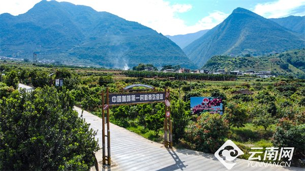 中国咖啡第一村——新寨村