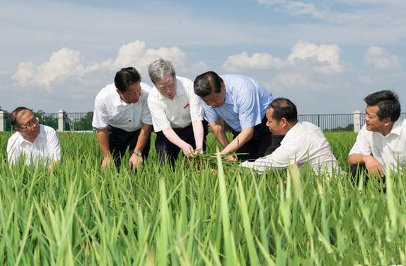 △2013年7月22日，习近平总书记来到鄂州市鄂城区杜山镇东港村水稻育种基地考察