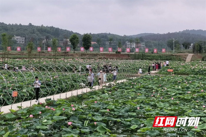 荷花盛开的时节吸引来了不少游客。