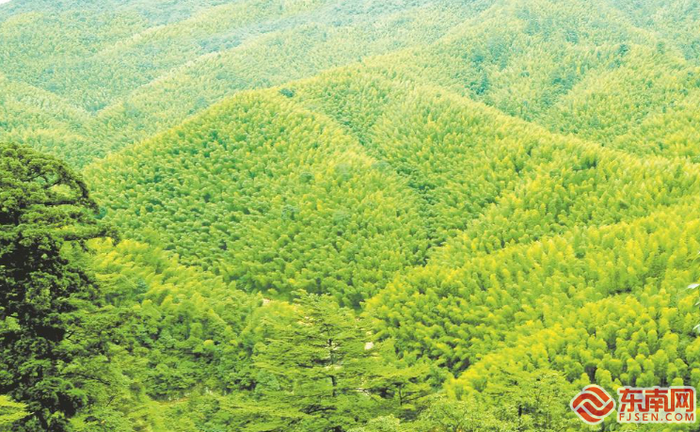 郁郁葱葱的竹海，成为永安市的“聚宝盆” 福建日报记者游庆辉 摄