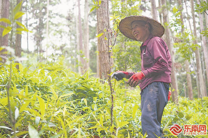 在沙县区，发展林下经济为农户带来可观的收益 福建日报记者王毅 摄