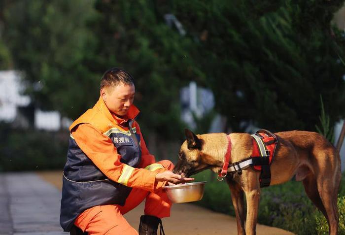 训导员在给自己训的犬喂食。