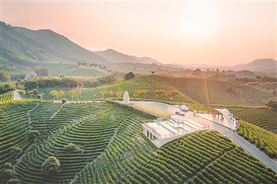 浙江省湖州市安吉县黄杜村万亩茶园风光。　　资料图片