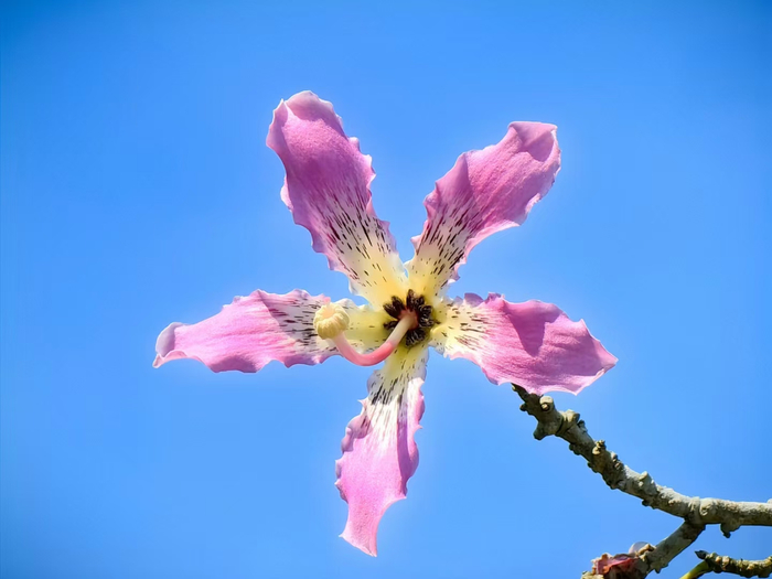 冬季是异木棉的盛花期，眼下，兴业县城区的美丽异木棉在枝头竞相绽放，秀色照人。（兴业县纪委监委供  唐坚/摄）
