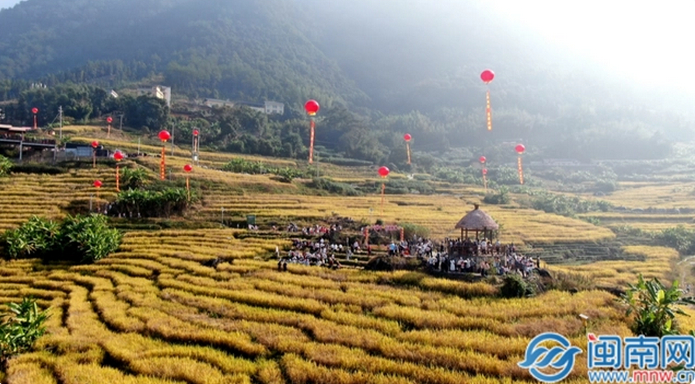 石井千亩梯田丰收节 闽南网记者柯嘉进 摄