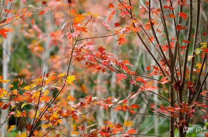 福州福山郊野公园 央广网谢贵明 摄