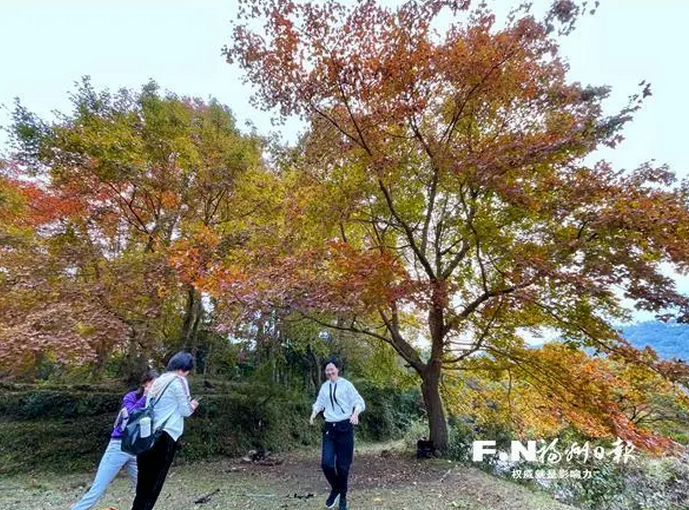 福清大化山枫林披上红装，众多游人进山赏景 福州日报记者池远 摄