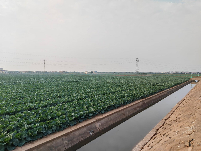 潘家湾镇十里蔬菜长廊。范昊天摄