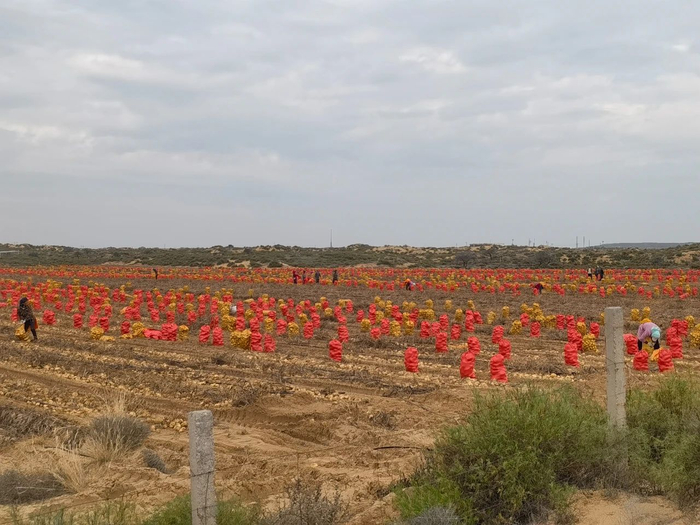 乌审旗国家林木种苗基地内收获种植的土豆&nbsp; 王少杰/摄