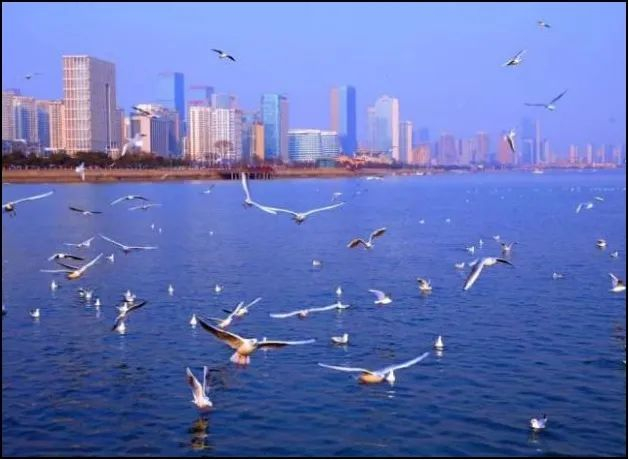 ▲滨海湿地为鸟类等野生动物提供栖息地