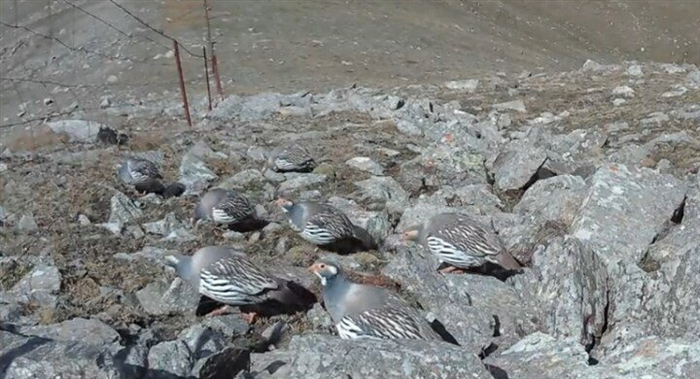 图片由大通县林业和草原局提供