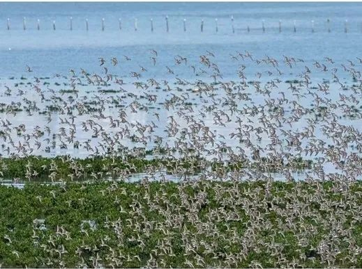 ▲湿地修复后现场飞鸟云集