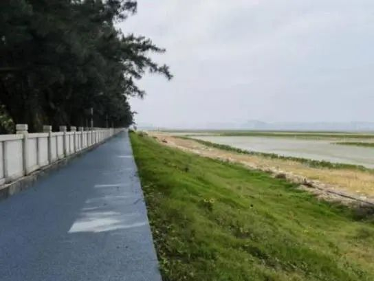 ▲海堤生态化修复前（左）后（右）