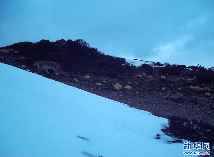 在香格里拉国家公园候选区监测点拍摄到的雪豹影像。（中国科学院昆明动物研究所供图）