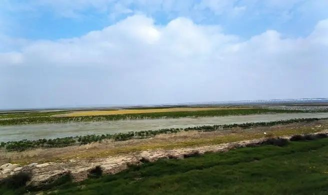 ▲生态海堤-潮沟-红树林-鸟类栖息地干滩 