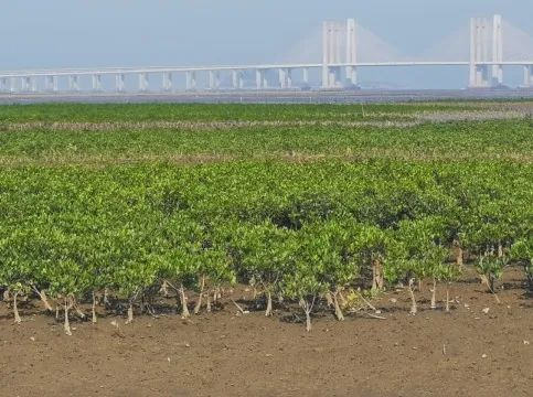 ▲红树林修复前（左）后（右）