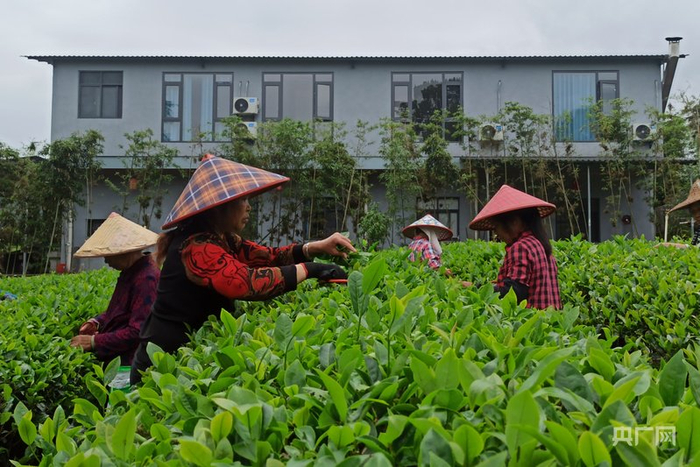 资料图：茶农在茶园采茶（央广网记者  罗晓英  摄）