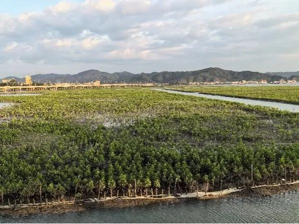 ▲考洲洋重点海湾整治项目（左：项目实施前，右：项目实施后）