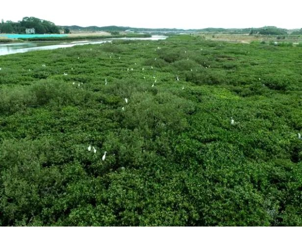 ▲修复后的孔雀湾水清岸美