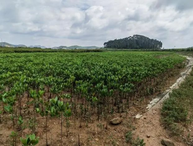 ▲红树林育苗（左）种植（右）情况