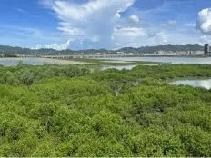 ▲考洲洋盐洲岛周边海域红树林种植项目（左：项目实施前，右：项目实施后）