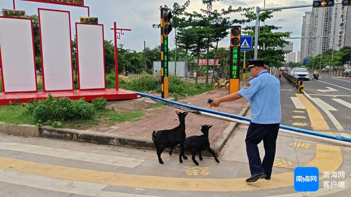 秀英区西秀镇综合行政执法中队执法人员在日常巡逻队时将随意上路的牛羊赶到安全地带。中队供图