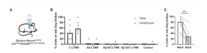 图 | C-LTMRs 的光遗传学刺激可诱发抖动