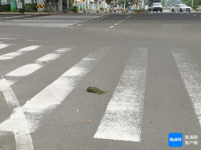 牛在路上乱拉大便。记者 王燕珍 摄