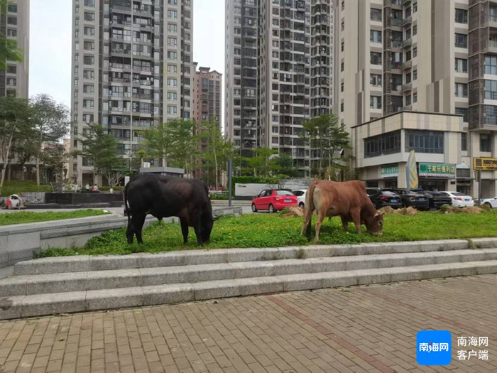牛啃食路边绿化带花草。记者 王燕珍 摄