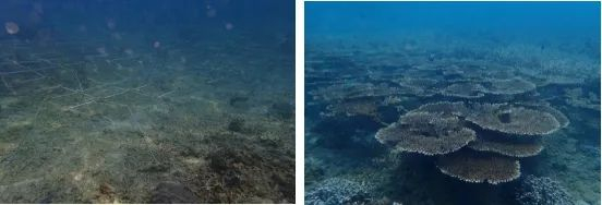 ▲珊瑚拼台技术修复退化区域后的珊瑚群落