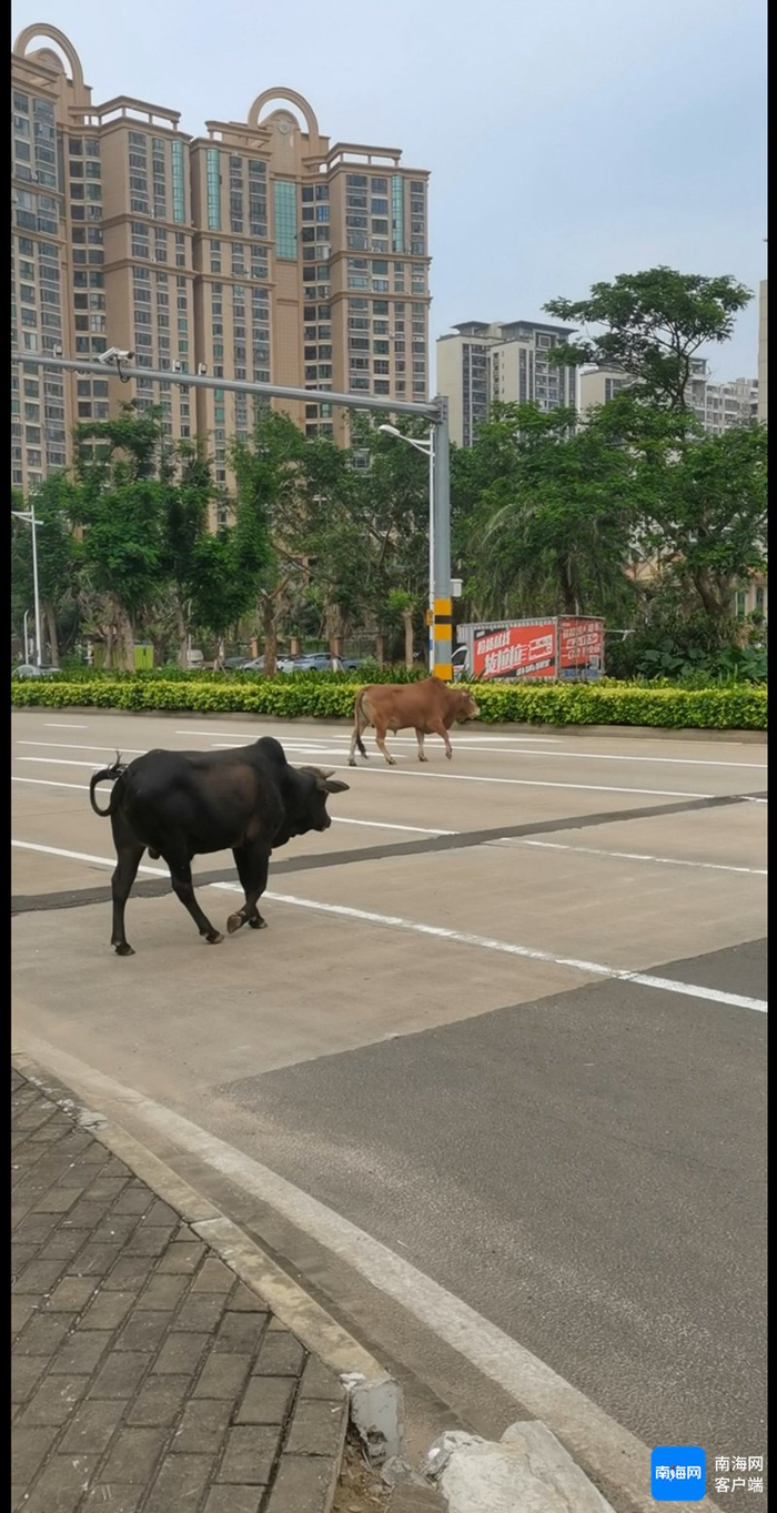 　　牛横穿马路，与车辆抢道。记者 王燕珍 摄