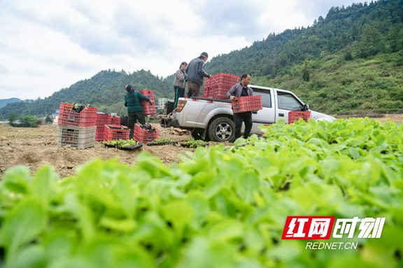 合作公司为种植户运送蔬菜幼苗。