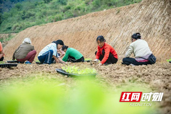 为种植户进行秋白菜播种。