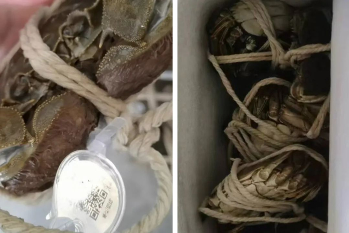▲第一批还绑在蟹上的品牌防伪蟹扣（图左），第二批就消失了（图右）。受访者供图