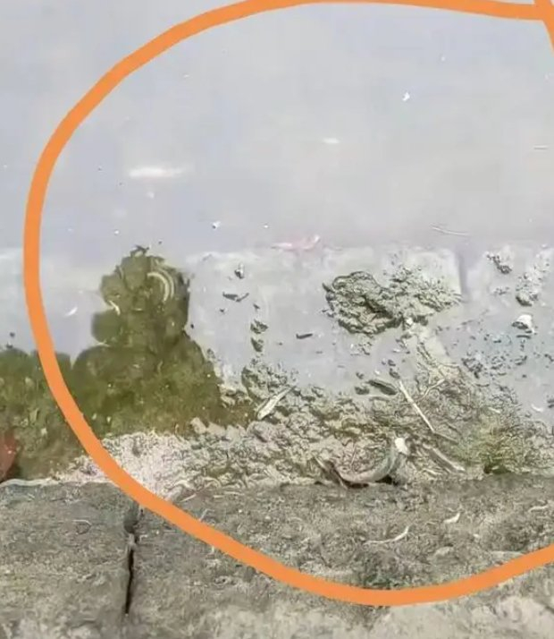 河边漂浮着的死鱼死虾。视频截图