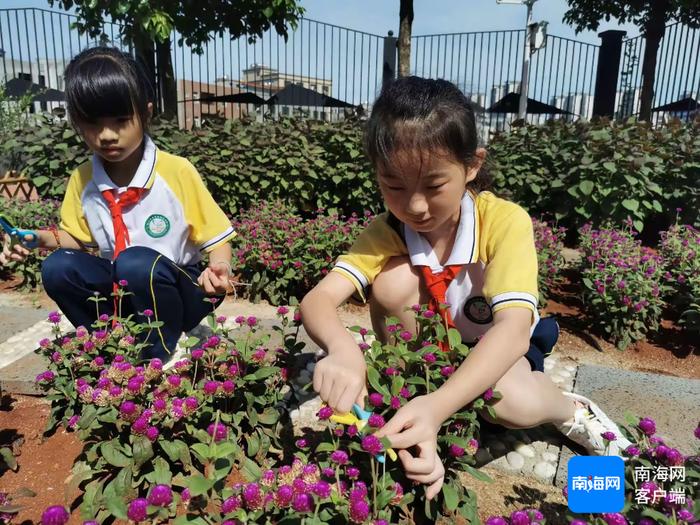 海口市秀英区长滨小学的学生们正在上中草药文化田园课。受访者供图