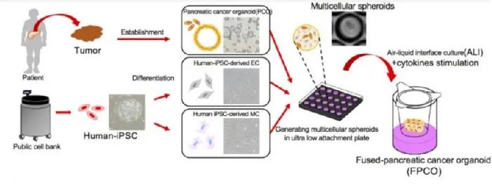 △ 利用iPSC、细胞球体共培养和气液界面（ALI）技术，形成适合胰腺癌细胞的导管状结构，最后融合而成2种胰腺癌类器官。