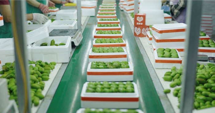 ▲工人们正在流水线上分拣软枣猕猴桃。吴文韬▕摄