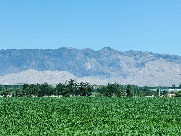 贺兰山下的标准化酿酒葡萄种植园。秦瑞杰 摄