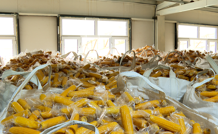 仓库里待售的鲜食玉米